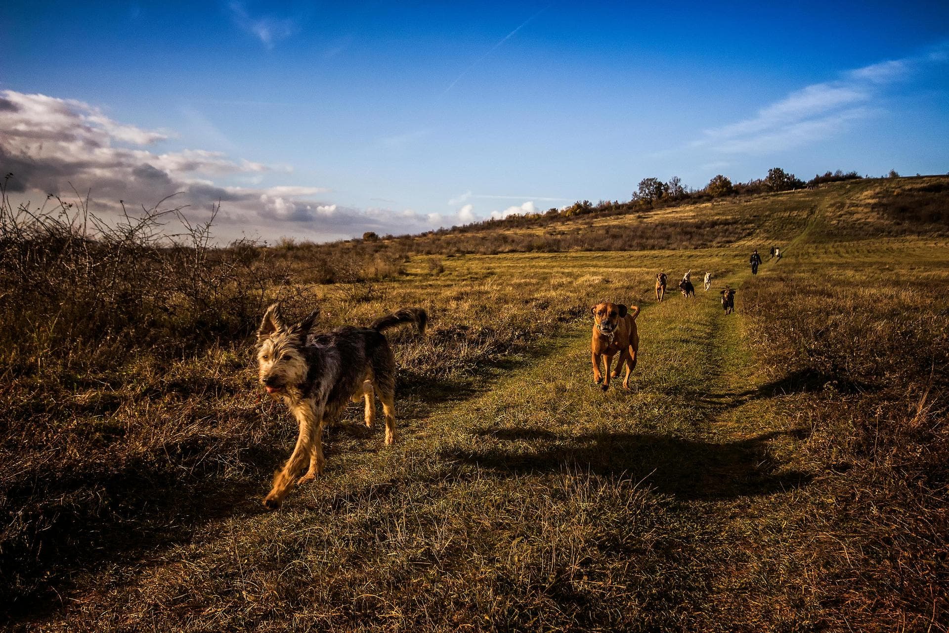 Emergency vets in Aldershot