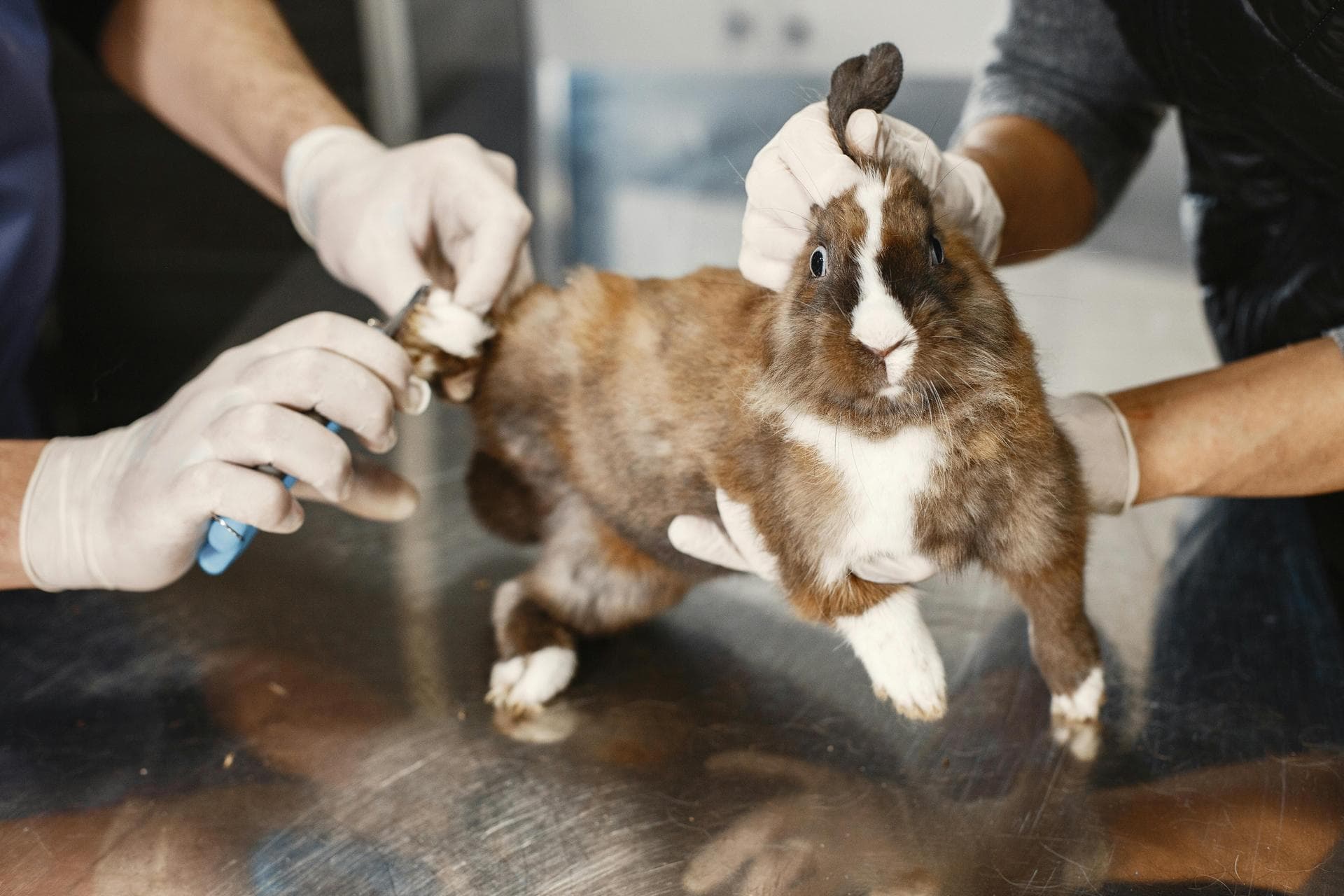 Emergency vets in Aldershot